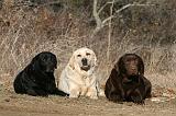 LABRADOR 1136